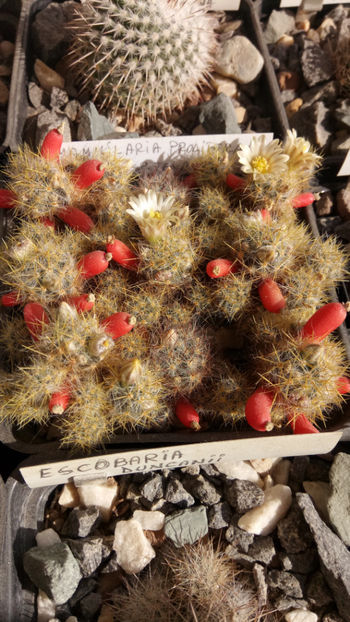 11.03.2020 - Mammillaria prolifera ssp texana