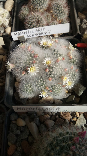 11.03.2020 - Mammillaria schwarzii