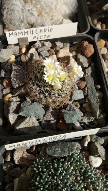 11.03.2020 - Mammillaria picta