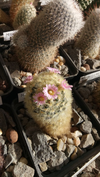 11.03.2020 - Mammillaria carmenae hb