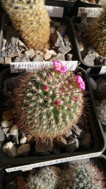 11.03.2020 - Mammillaria cv Ginsa Maru