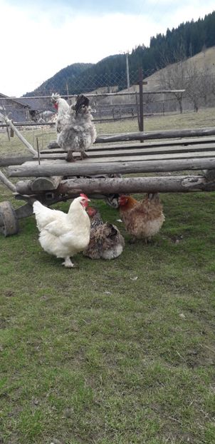  - 01 Găini moțate-bărboase-frezate 2019-2020