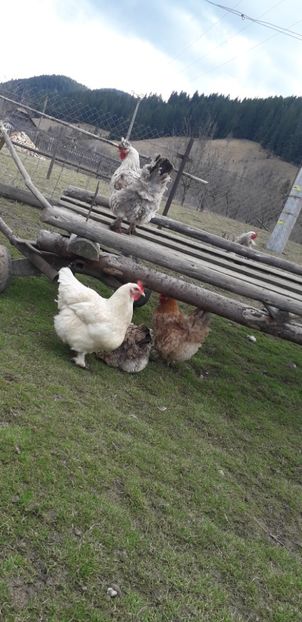  - 01 Găini moțate-bărboase-frezate 2019-2020