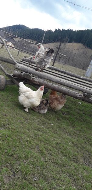  - 01 Găini moțate-bărboase-frezate 2019-2020