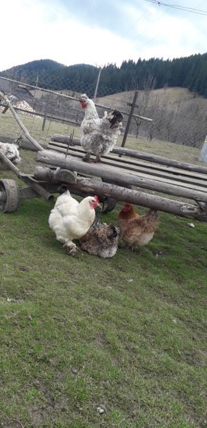  - 01 Găini moțate-bărboase-frezate 2019-2020