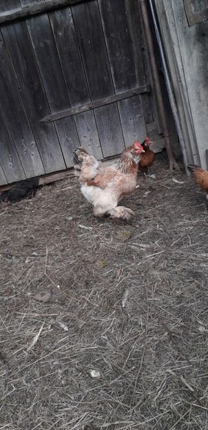  - 01 Găini moțate-bărboase-frezate 2019-2020