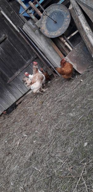  - 01 Găini moțate-bărboase-frezate 2019-2020