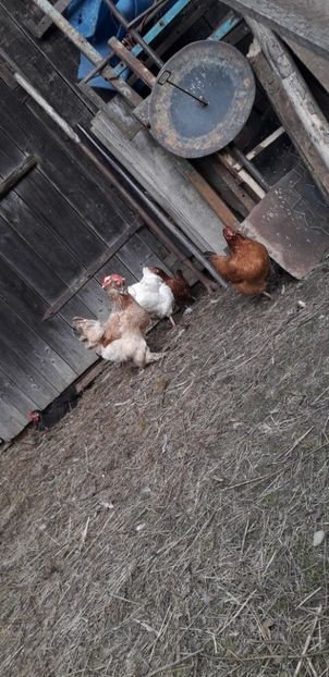  - 01 Găini moțate-bărboase-frezate 2019-2020