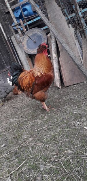  - 01 Găini moțate-bărboase-frezate 2019-2020