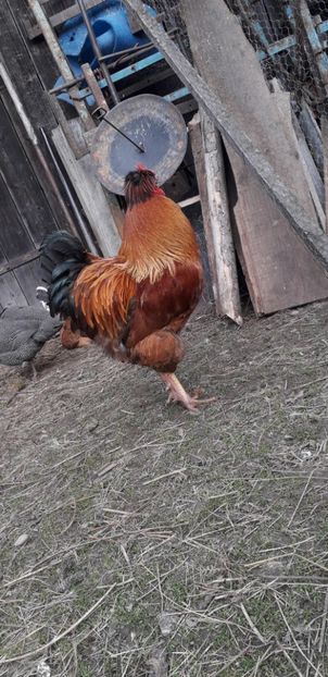  - 01 Găini moțate-bărboase-frezate 2019-2020