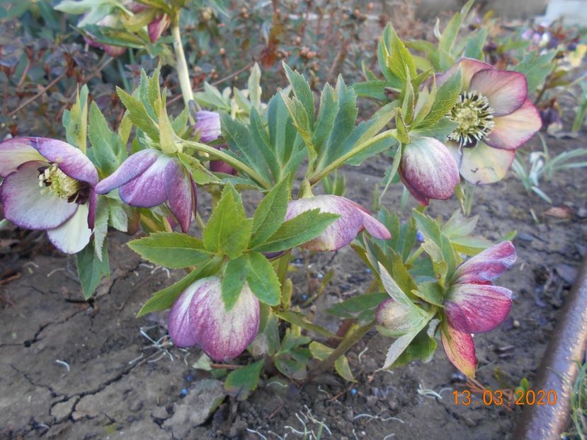  - 1Azalee-rhododendroni-heleborusi-hortensii-hoste 2020