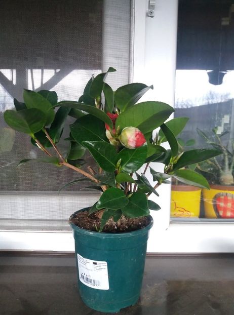 camelia - 2020 flori de camera