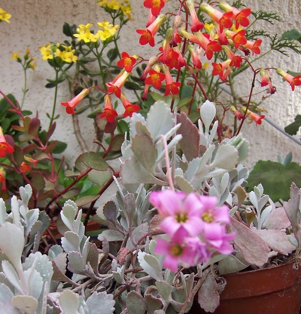 Kalanchoe - flori - Suculente si alte plante de gradina