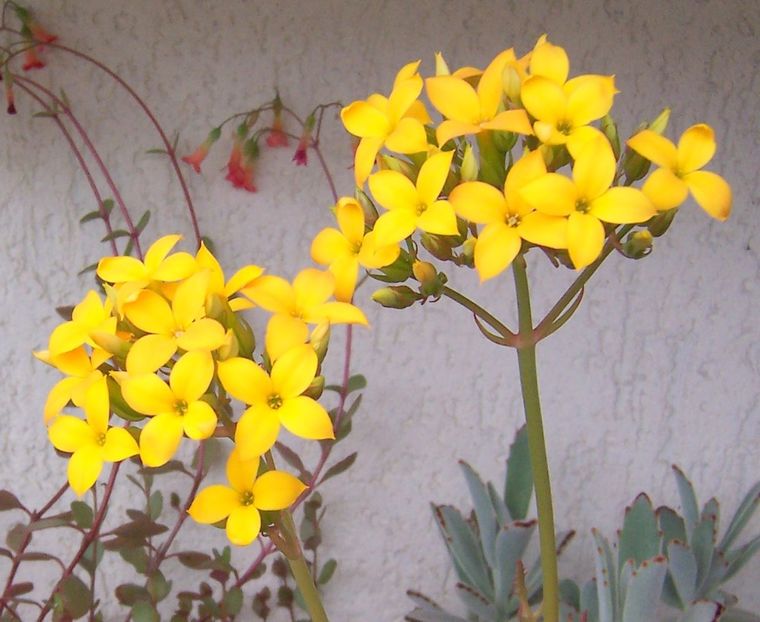 Kalanchoe laciniata - Suculente si alte plante de gradina