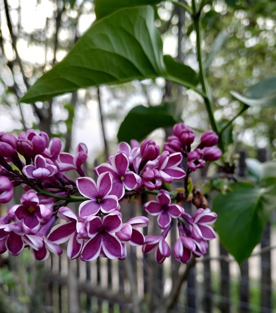 Liliac Sensation - flori - Suculente si alte plante de gradina