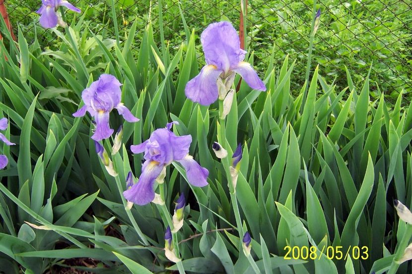 Iris albastru - Gradina veche