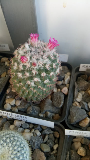 13.03.2020 - Mammillaria melanocentra