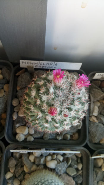 13.03.2020 - Mammillaria melanocentra