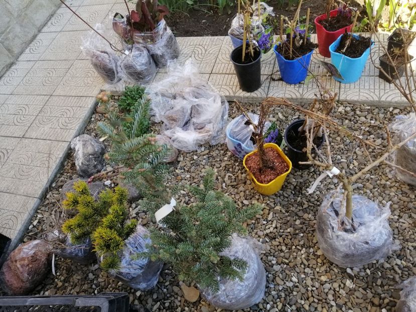 13 martie - a Comenzi plante copaci 2020