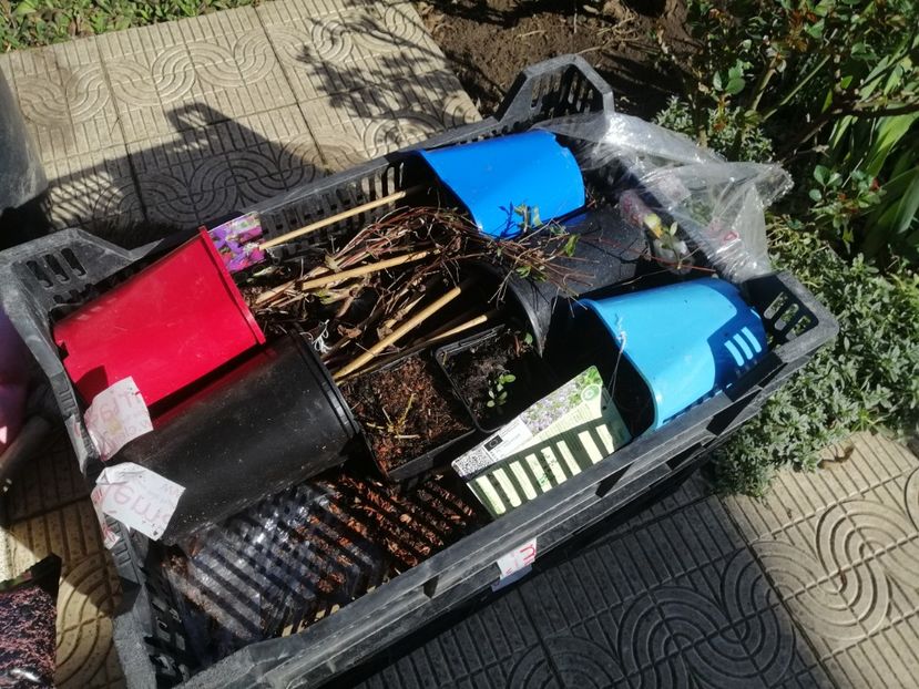 Au venit în perfectă stare, sunt - a Comenzi plante copaci 2020