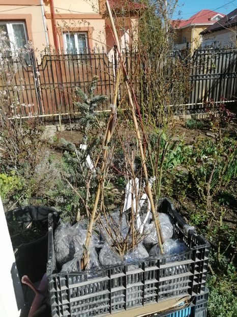 tare frumoase.. ❤️ - a Comenzi plante copaci 2020