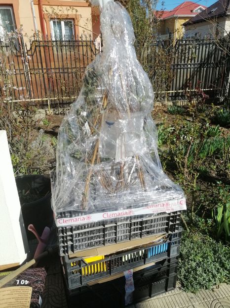  - a Comenzi plante copaci 2020