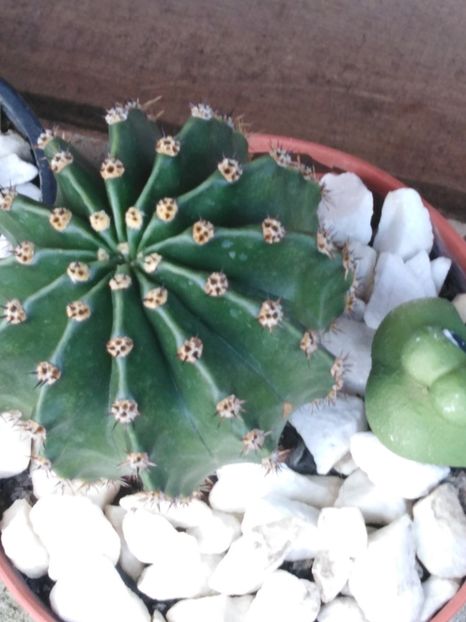 Echinopsis oxigona Link. - suculente si cactusi
