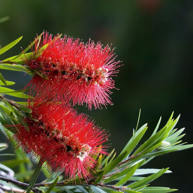 Callistemon citrinus - 0 DORINTE