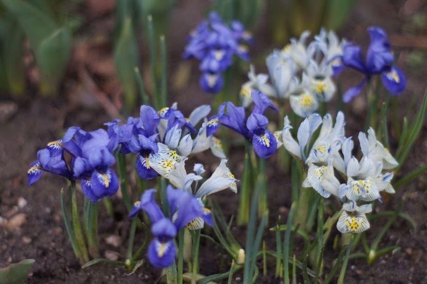  - Martie 2019- Martie 2020