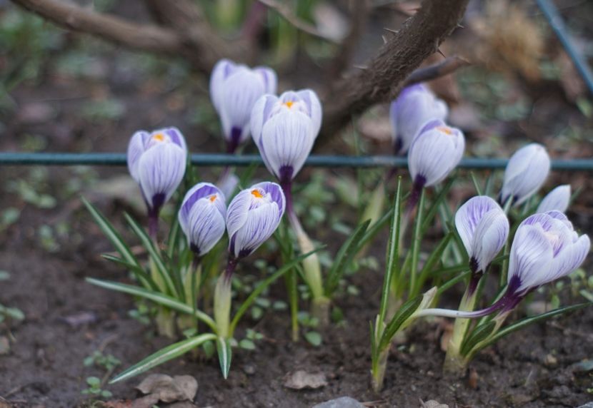  - Martie 2019- Martie 2020