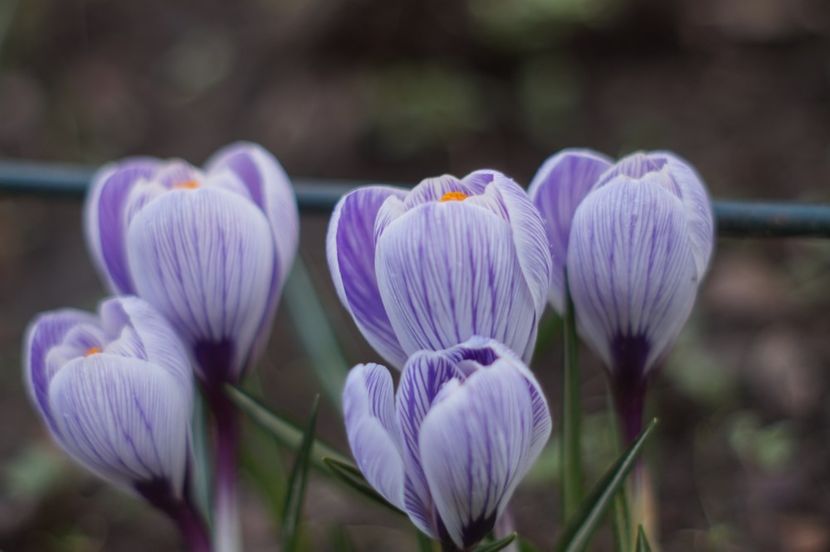  - Martie 2019- Martie 2020