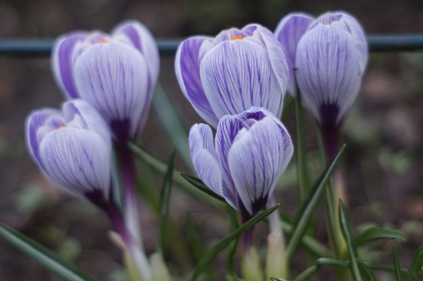  - Martie 2019- Martie 2020