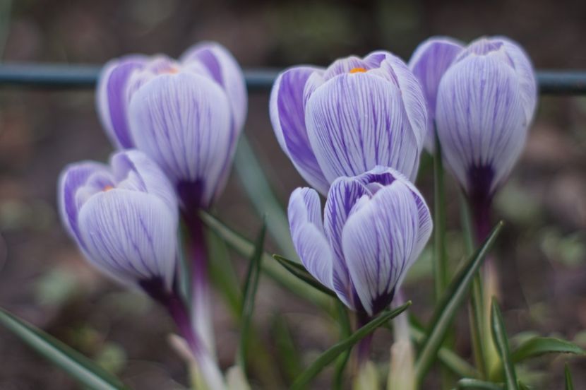  - Martie 2019- Martie 2020