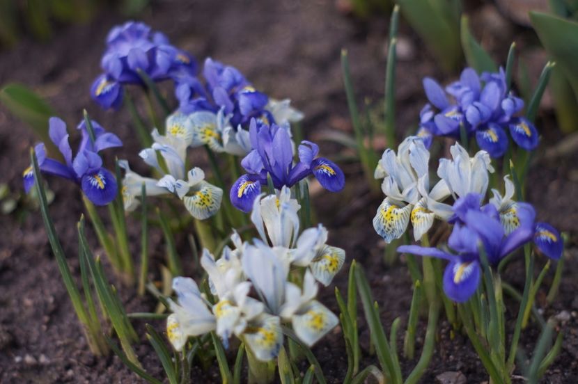  - Martie 2019- Martie 2020