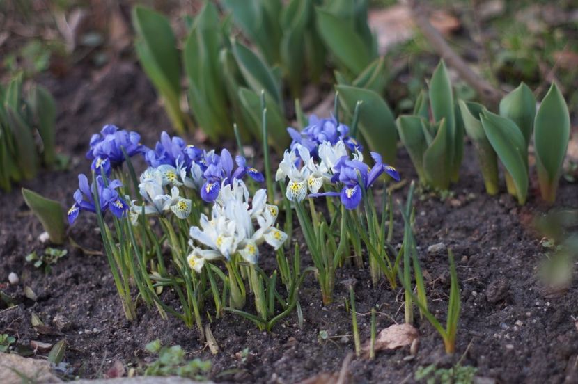  - Martie 2019- Martie 2020