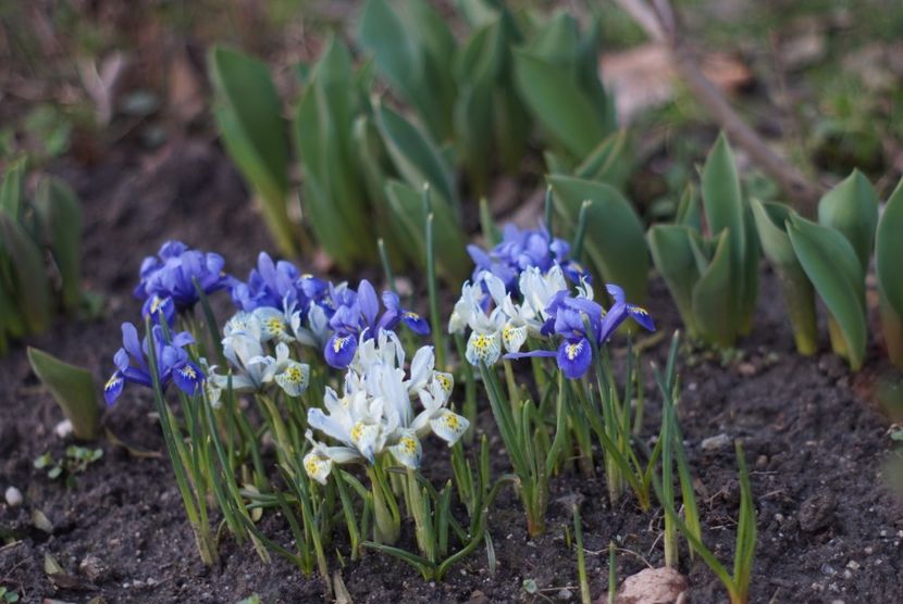  - Martie 2019- Martie 2020