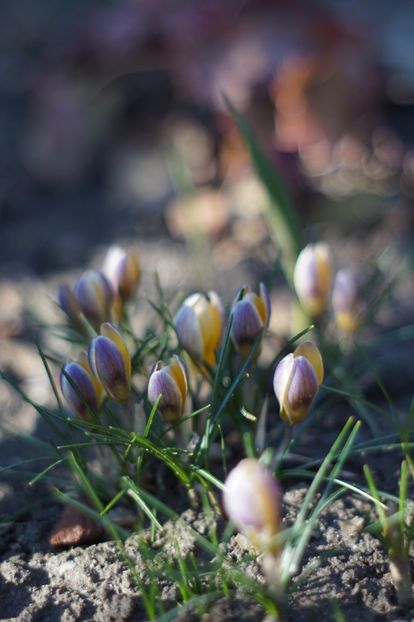  - Martie 2019- Martie 2020