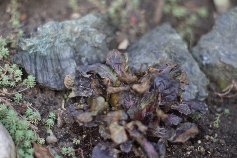  - Martie 2019- Martie 2020