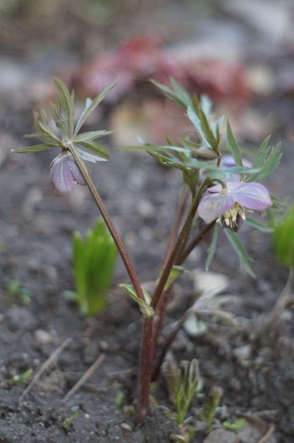  - Martie 2019- Martie 2020