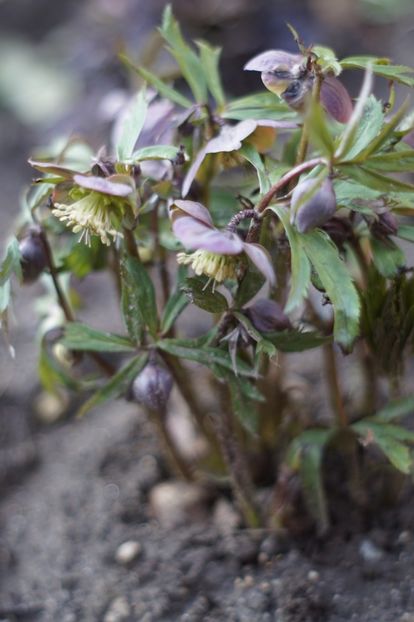  - Martie 2019- Martie 2020