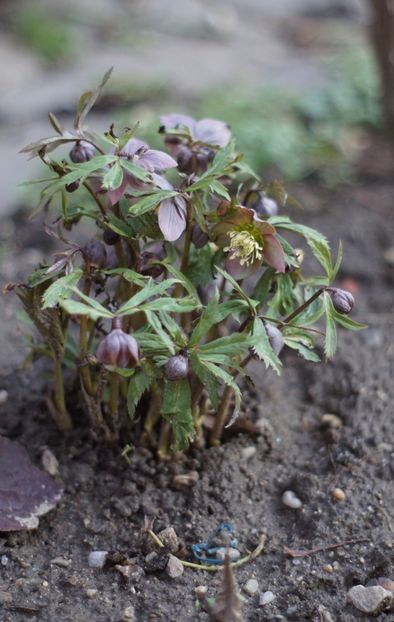  - Martie 2019- Martie 2020