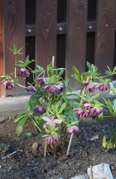  - Martie 2019- Martie 2020