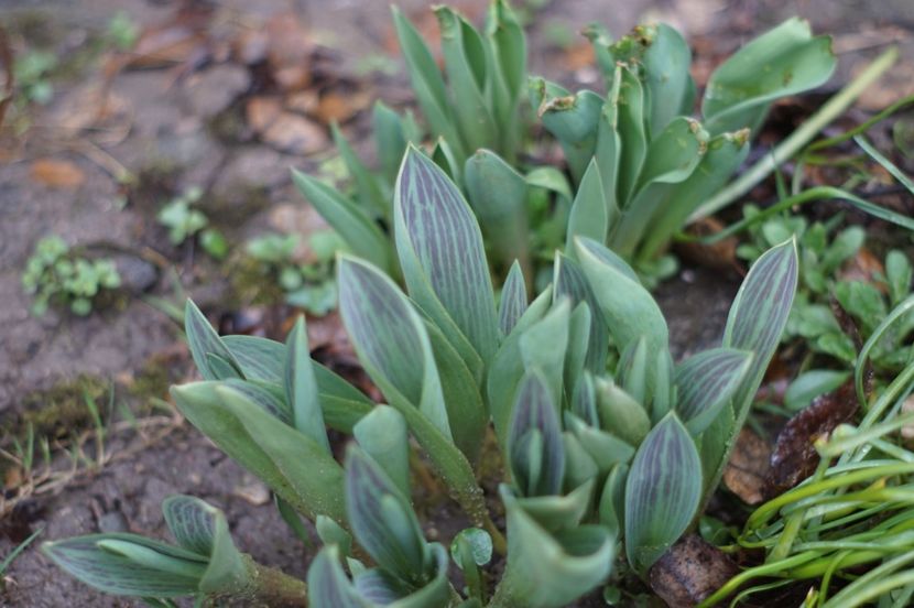  - Martie 2019- Martie 2020