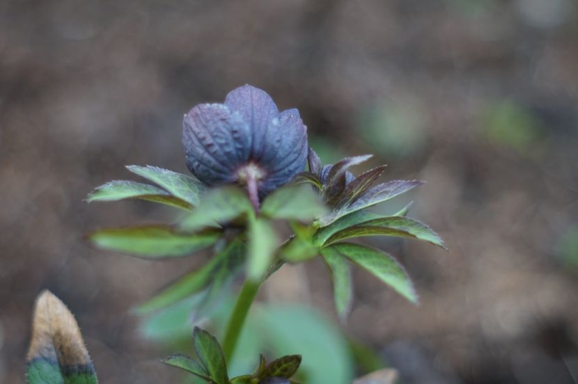  - Martie 2019- Martie 2020