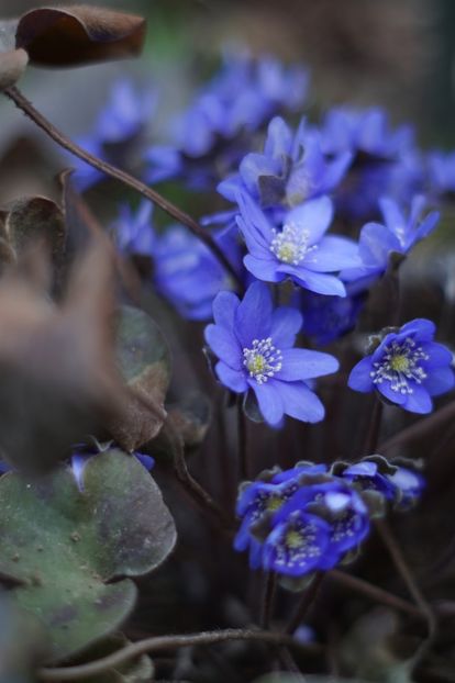  - Martie 2019- Martie 2020