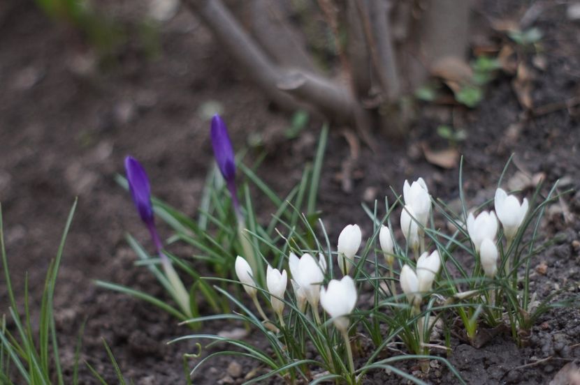  - Martie 2019- Martie 2020