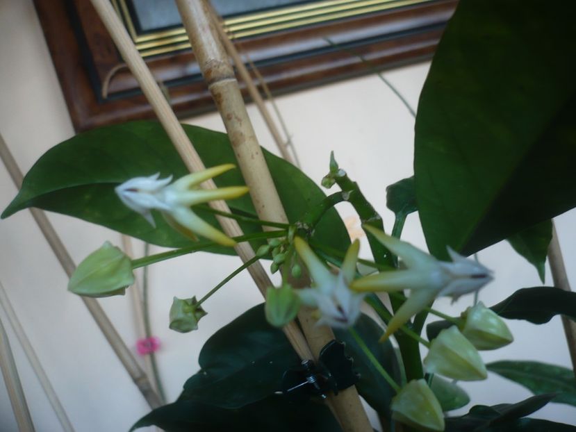 P1430413 - HOYA 2020-1