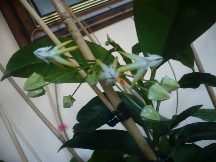 P1430414 - HOYA 2020-1