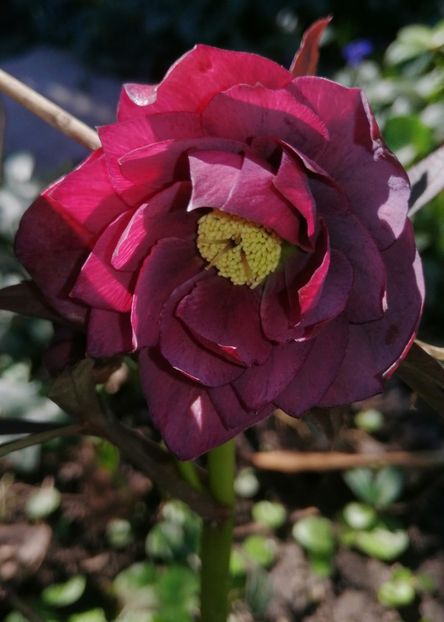  - Spânz helleborus 2020
