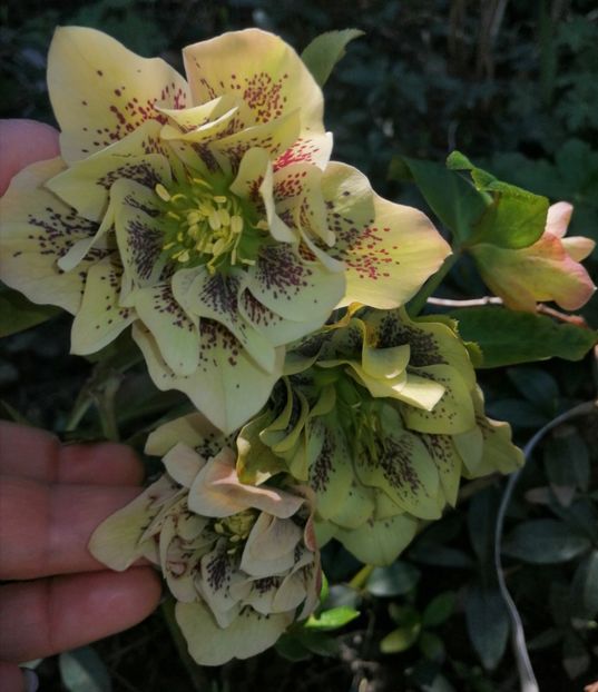  - Spânz helleborus 2020